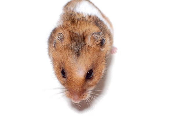 ハムスター