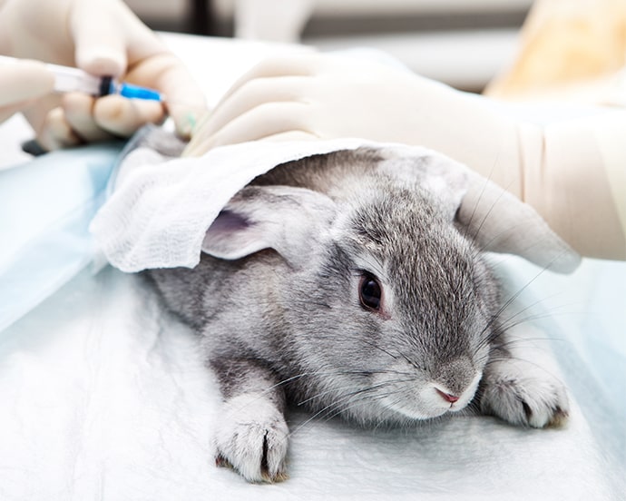 エキゾチックアニマル外来